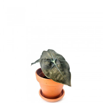 Alocasia suhirmaniana red petiole Babypflanze 12 cm