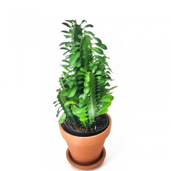 Euphorbia trigona 40 cm