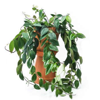 Aeschynanthus lobbianus variegata 50 cm