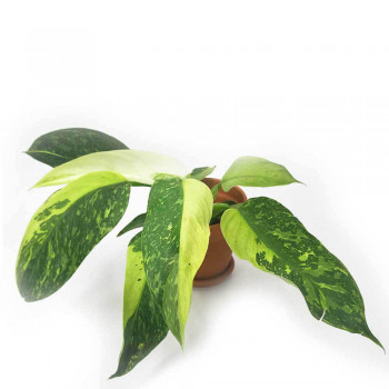Philodendron Jose Buono Jungpflanze 25 cm