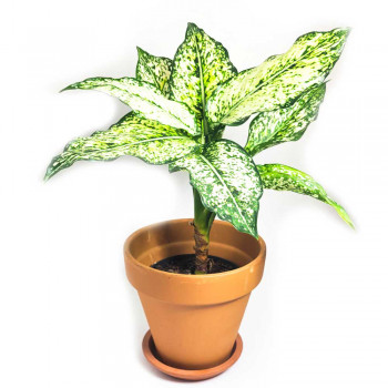 Aglaonema commutatum Ivory Jade 30 cm