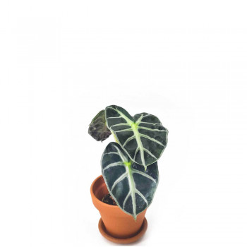 Alocasia Balloon Heart Babypflanze 18 cm RARITÄT