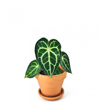 Anthurium clarinervium Jungpflanze 20 cm