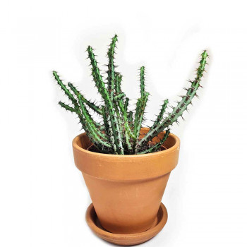 Euphorbia aeruginosa 25 cm