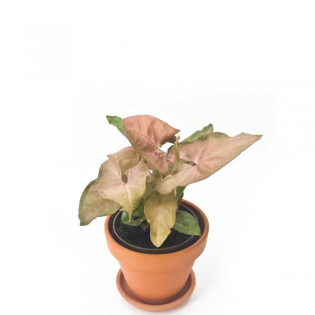Syngonium podophyllum Neon Robusta Babypflanze