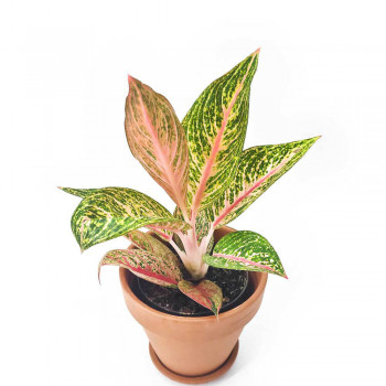Aglaonema Romance Red 30 cm