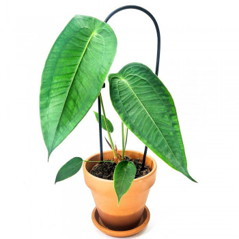 Anthurium peltigerum 40 cm RARITÄT