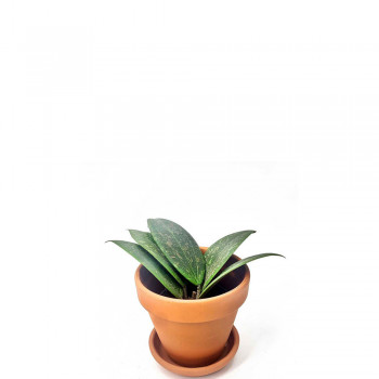 Hoya wibergiae Babypflanze 9 cm