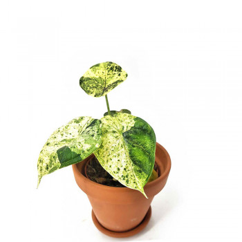 Alocasia dragon scale mint variegata RARITÄT