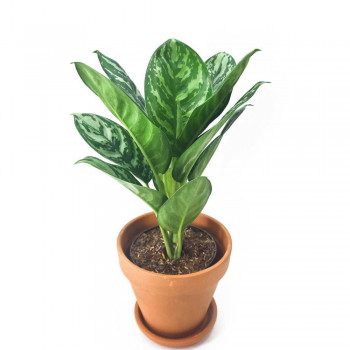 Aglaonema Jungle Silver 50 cm