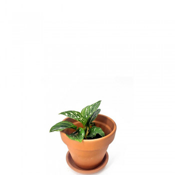 Aglaonema Toms Pride Babypflanze 13 cm