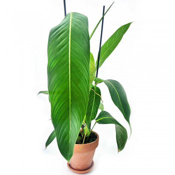 Philodendron heterocraspedon 60 cm RARITÄT