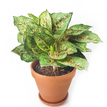 Aglaonema Pistachio Pink 45 cm NEUHEIT