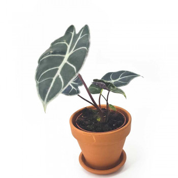 Alocasia watsoniana Red Vein Jungpflanze 30 cm RARITÄT