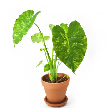 Alocasia odora variegata aurea 45 cm RARITÄT