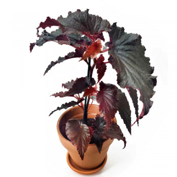 Begonia Arabian Sunset 40 cm NEUHEIT