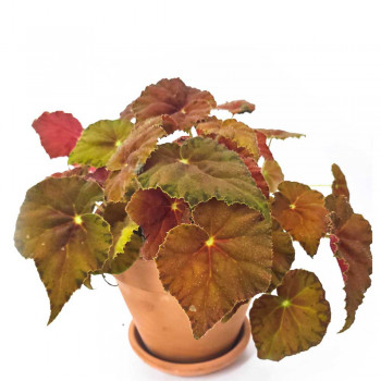 Begonia Amber Love 25 cm