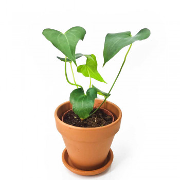 Anthurium Delta Force (clarinervium x pedatoradiatum) 30 cm RARITÄT