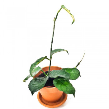 Hoya globulosa syn. Villosa 20 cm