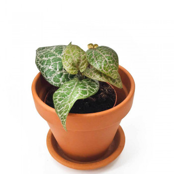 Piper ornatum 14 cm RARITÄT