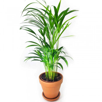 Chrysalidocarpus lutescens / Goldfruchtpalme
