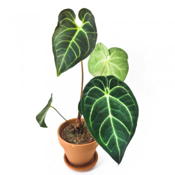 Anthurium regale 40 cm RARITÄT