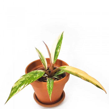 Philodendron Caramel Marble Jungpflanze 20 cm RARITÄT