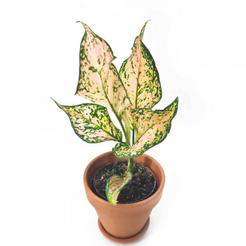 Aglaonema Pink Dolphin 35 cm NEUHEIT