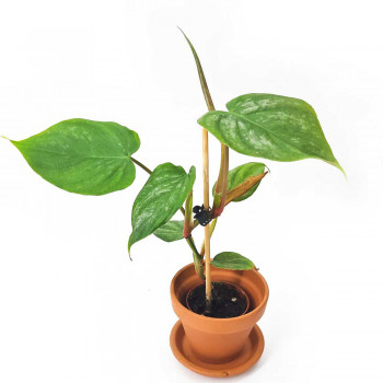 Philodendron Majestic Jungpflanze 30 cm