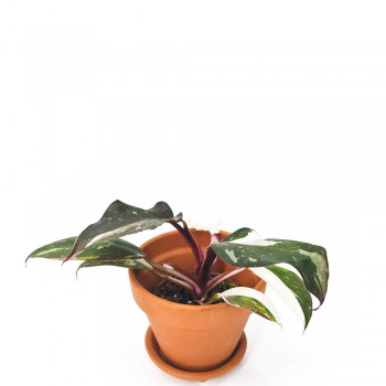 Philodendron red Anderson Babypflanze 14 cm RARITÄT