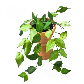 Hoya polyneura 35 cm RARITÄT