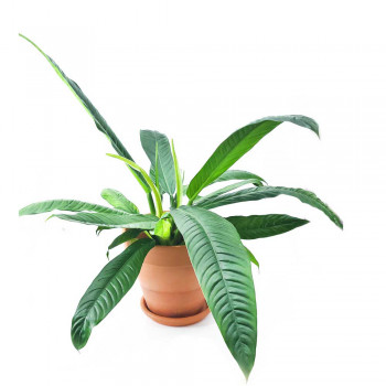 Philodendron campii Lynette 40 cm RARITÄT