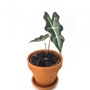 Alocasia sanderiana Nobilis Jungpflanze 25 cm