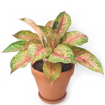 Aglaonema Tango pink 50 cm NEUHEIT