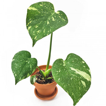 Monstera Thai constellation Jungpflanze 25 cm