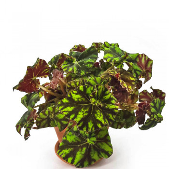 Begonia bowerae Tiger Paws 20 cm