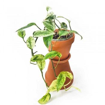 Epipremnum hanoman sp. Bali 10 cm RARITÄT