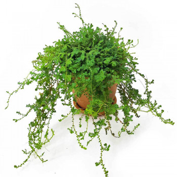 Selaginella uncinata 20 cm RARITÄT