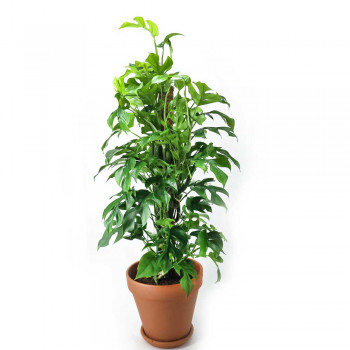 Rhaphidophora tetrasperma auf Kokosfaserstab 85 cm