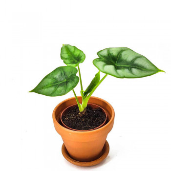 Alocasia reversa Babypflanze 20 cm