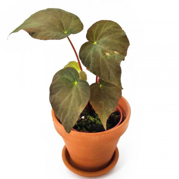 Begonia pavonina 20 cm RARITÄT