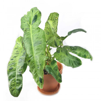 Philodendron Paraiso Verde 45 cm