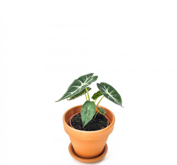 Alocasia amazonica mandalay NEUHEIT 15 cm