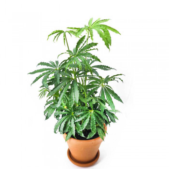 Anthurium polyschistum - Tropen Hanf 50 cm