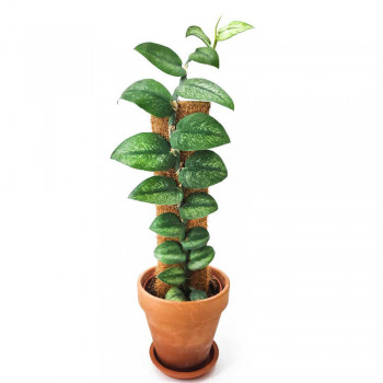 Rhaphidophora honkongensis mint variegata 55 cm RARITÄT