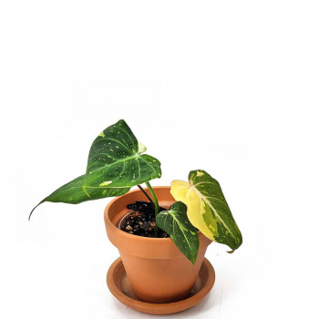 Philodendron gloriosum variegata tricolor Jungpflanze 20 cm RARITÄT