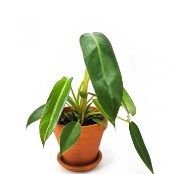 Philodendron spiritus-sancti 25 cm RARITÄT
