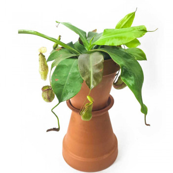 Nepenthes x Mojito 20 cm RARITÄT