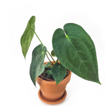 Anthurium papillilaminum Jungpflanze 25 cm RARITÄT