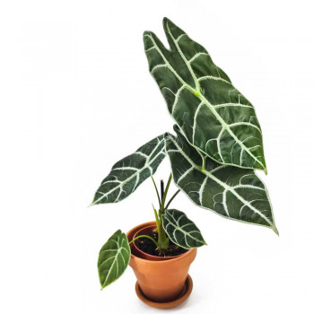 Alocasia watsoniana 50 cm